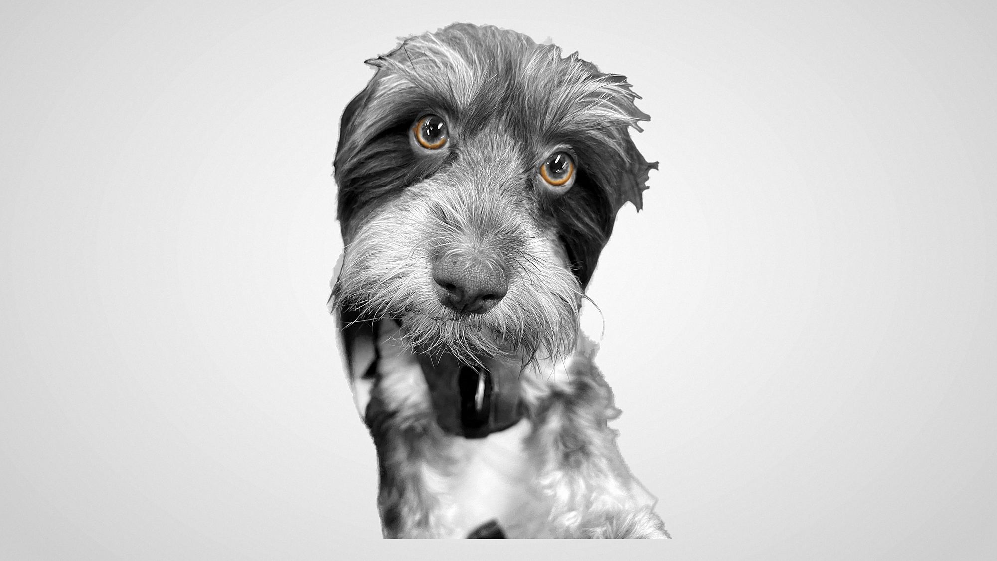 Max, un Havanese, mirando directo a la cámara. Blanco y negro salvo sus ojos ámbar.